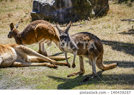 Red kangaroo 140439287
