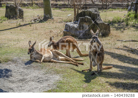 Red kangaroo Red kangaroo 140439288