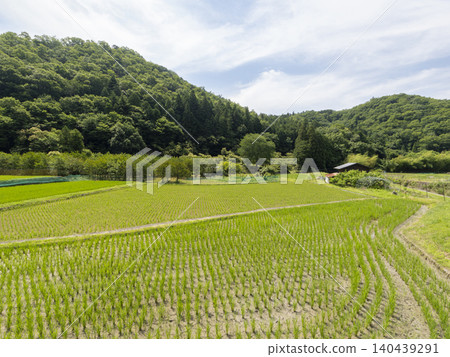 A landscape of rice paddies with planted seedlings and mountains. 140439291