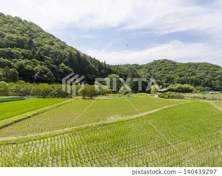 稻田裡種著秧苗,遠處是連綿的山巒。 稻田裡種著秧苗,遠處是連綿的山巒。 140439297