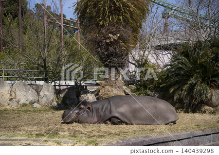 Hippopotamus Hippopotamus 140439298