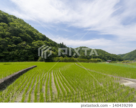 A landscape of rice paddies with planted seedlings and mountains. 140439299