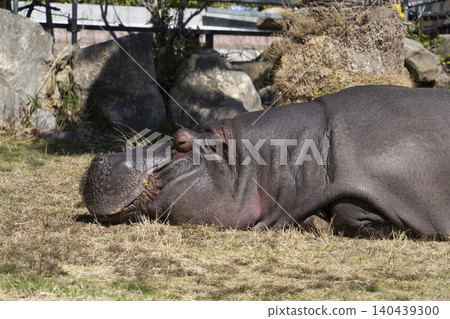 Hippopotamus Hippopotamus 140439300