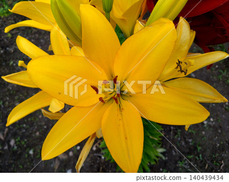 The large, striking yellow blossoms of the trumpet lily are eye-catching. 140439434