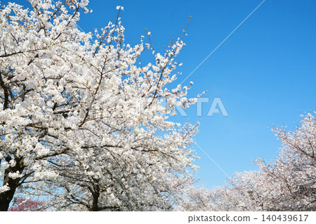 Cherry blossoms in full bloom and blue skies (Tokyo Metropolitan Toneri Park) Cherry blossoms in full bloom and blue skies (Tokyo Metropolitan Toneri Park) 140439617