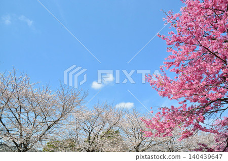 盛開的櫻花和藍天(東京都舍人公園) 盛開的櫻花和藍天(東京都舍人公園) 140439647