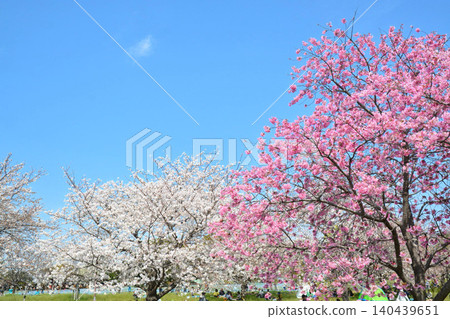 Cherry blossoms in full bloom and blue skies (Tokyo Metropolitan Toneri Park) Cherry blossoms in full bloom and blue skies (Tokyo Metropolitan Toneri Park) 140439651