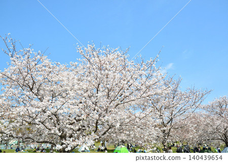 Cherry blossoms in full bloom and blue skies (Tokyo Metropolitan Toneri Park) Cherry blossoms in full bloom and blue skies (Tokyo Metropolitan Toneri Park) 140439654