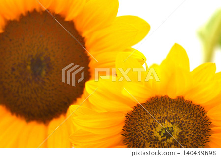 Sunflower (white background) Sunflower (white background) 140439698