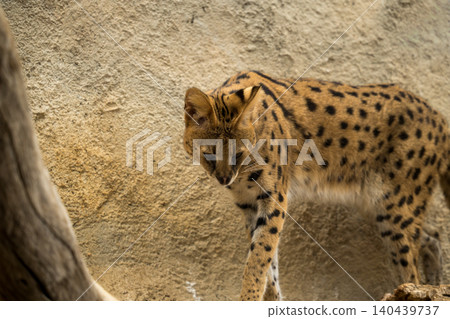 A leopard A leopard 140439737