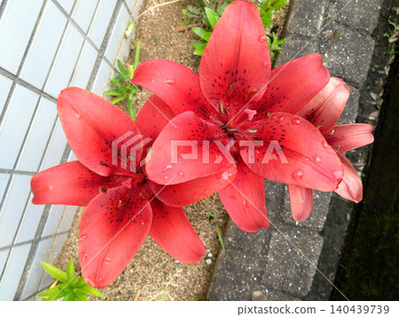 Deep crimson trumpet lilies, adorned with raindrops, bloom in rows, adding a splash of color to early summer. 140439739