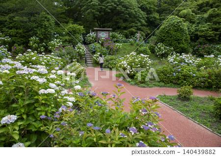A view of the hydrangea garden in Tenpai Nature Park in Chikushino City, Fukuoka Prefecture. A view of the hydrangea garden in Tenpai Nature Park in Chikushino City, Fukuoka Prefecture. 140439882