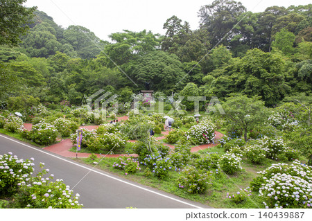 A view of the hydrangea garden in Tenpai Nature Park in Chikushino City, Fukuoka Prefecture. A view of the hydrangea garden in Tenpai Nature Park in Chikushino City, Fukuoka Prefecture. 140439887