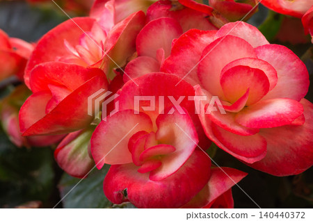 Close-up of a begonia flower in a hanging basket for a balcony. 140440372