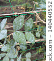 Powdery mildew on pea leaves 140440552
