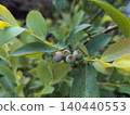 Young blueberries in early summer 140440553