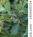 Young blueberries in early summer 140440554
