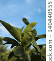 Young lemons in early summer 140440555