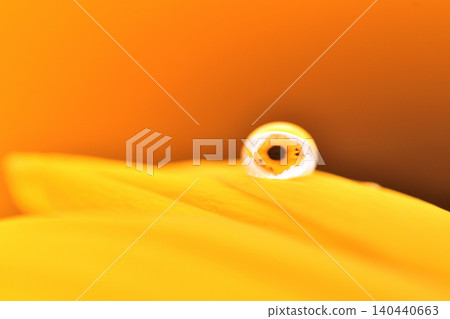A sunflower seen through the water droplets on its petals. A sunflower seen through the water droplets on its petals. 140440663