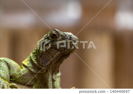 Green iguana 140440697