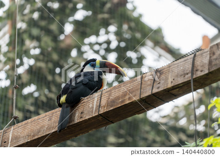 Two white-breasted toucans perched on a tree. Two white-breasted toucans perched on a tree. 140440800