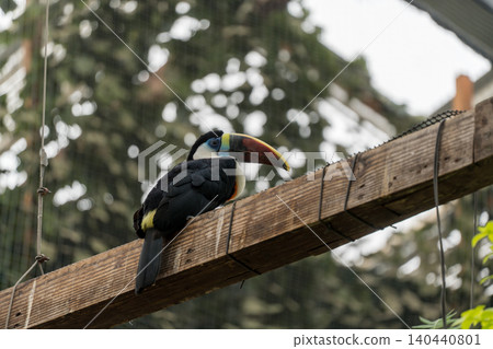 Two white-breasted toucans perched on a tree. Two white-breasted toucans perched on a tree. 140440801