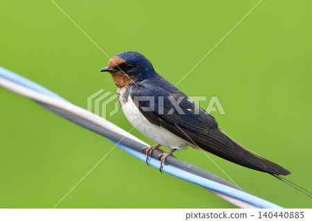 swallow / Japan swallow / Japan 140440885