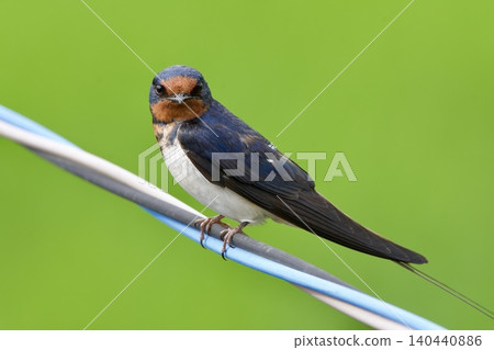 swallow / Japan swallow / Japan 140440886