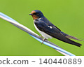 swallow / Japan 140440889