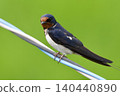 swallow / Japan 140440890
