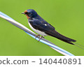 swallow / Japan 140440891