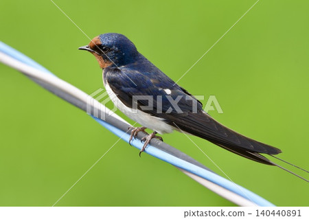 swallow / Japan swallow / Japan 140440891
