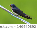 swallow / Japan 140440892