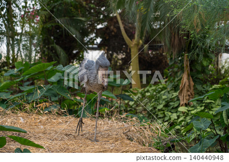 A bird that does not move Hashibishirou A bird that does not move Hashibishirou 140440948