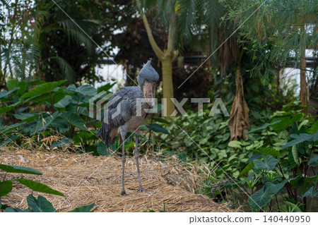 A bird that does not move Hashibishirou A bird that does not move Hashibishirou 140440950