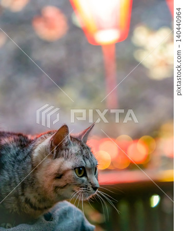 夜幕下的櫻花,還有一隻貓 夜幕下的櫻花,還有一隻貓 140440964