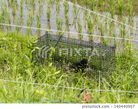 A crow accidentally walked into a trap meant for catching pests. A crow accidentally walked into a trap meant for catching pests. 140440987