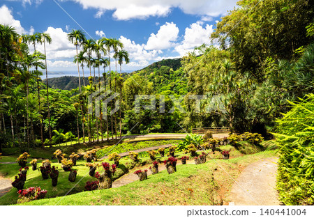 Scenic landscape of the Jardin de Balata botanical garden featuring tropical plants and palm trees overlooking the green hills in Fort-de-France, Martinique, Caribbean 140441004