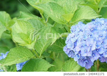 hydrangea hydrangea 140441171