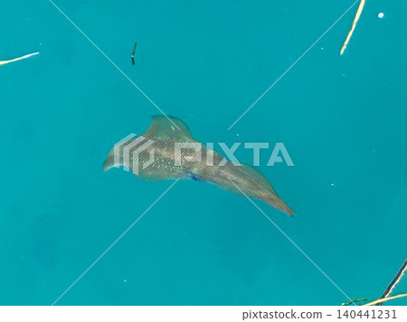 Bigfin reef squid swimming Bigfin reef squid swimming 140441231