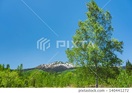 湛藍的天空與清爽的白樺樹 湛藍的天空與清爽的白樺樹 140441272