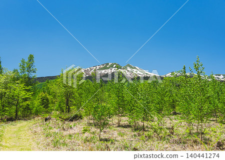 The Norikura Plateau in early summer, with its fresh green leaves of birch trees and the lingering snow on Mount Norikura. The Norikura Plateau in early summer, with its fresh green leaves of birch trees and the lingering snow on Mount Norikura. 140441274