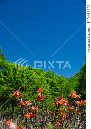 Rhododendrons in bloom and vibrant new greenery on the Norikura Plateau in early summer. Rhododendrons in bloom and vibrant new greenery on the Norikura Plateau in early summer. 140441293