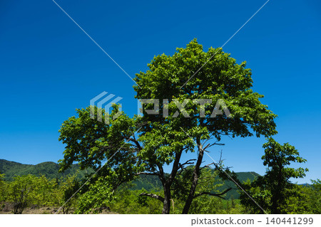 The fresh green trees of Norikura Plateau and the vibrant blue sky The fresh green trees of Norikura Plateau and the vibrant blue sky 140441299