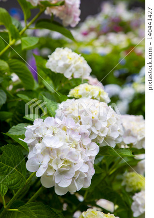 White hydrangea blooming in the rainy season White hydrangea blooming in the rainy season 140441427