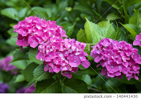 雨季的粉紅色繡球花 雨季的粉紅色繡球花 140441430