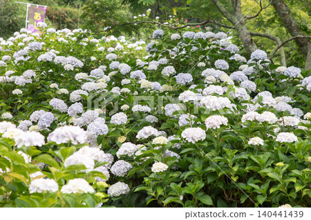 White hydrangea White hydrangea 140441439