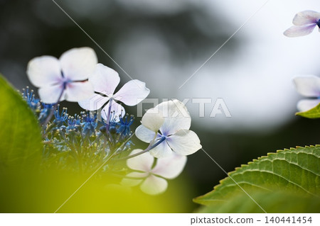 公園裡盛開的繡球花 公園裡盛開的繡球花 140441454