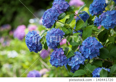 Hydrangea blooming season Hydrangea blooming season 140441720