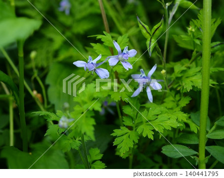 Delphinium, which blooms with small blue flowers Delphinium, which blooms with small blue flowers 140441795